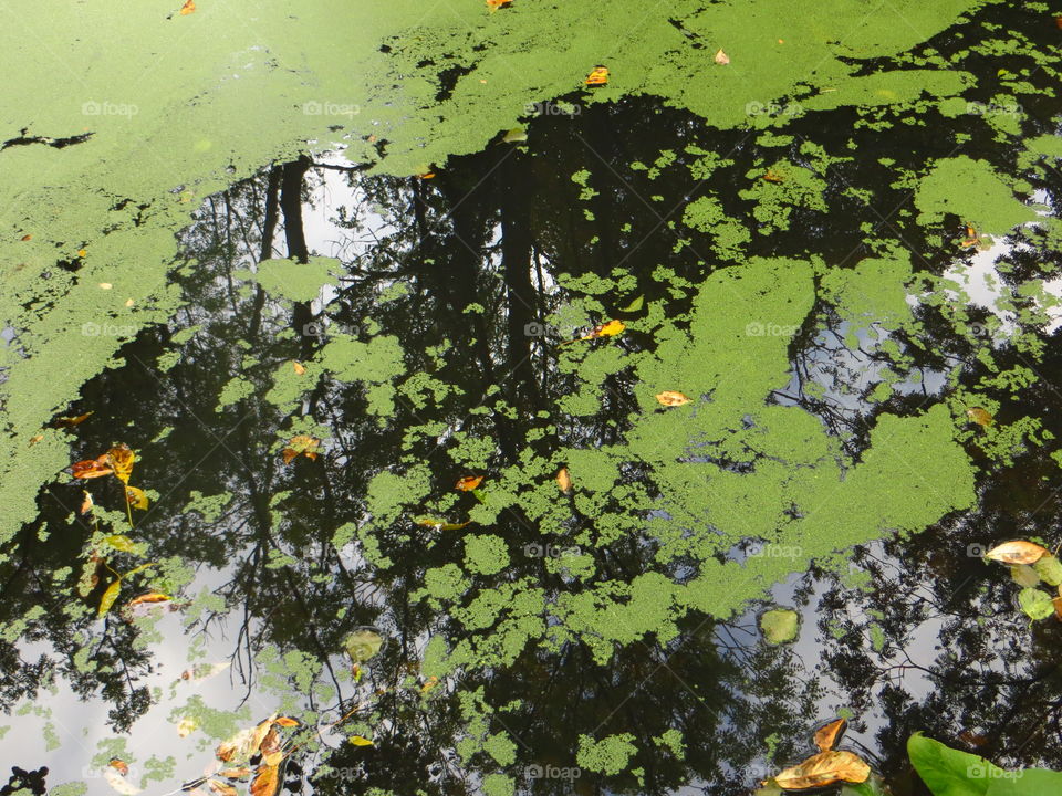 Green algae on a surface of the lake