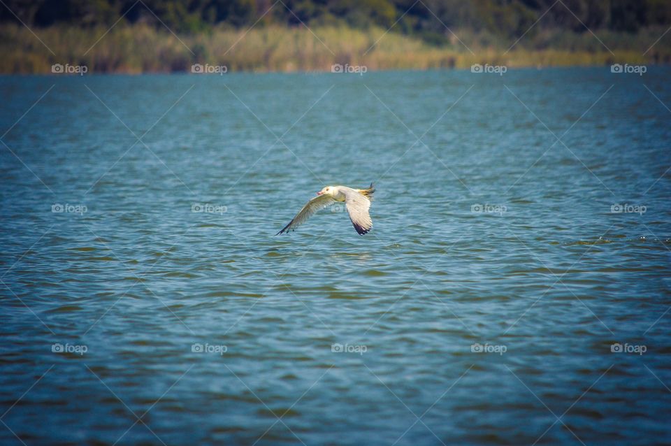 Scenic view of bird flying over lake