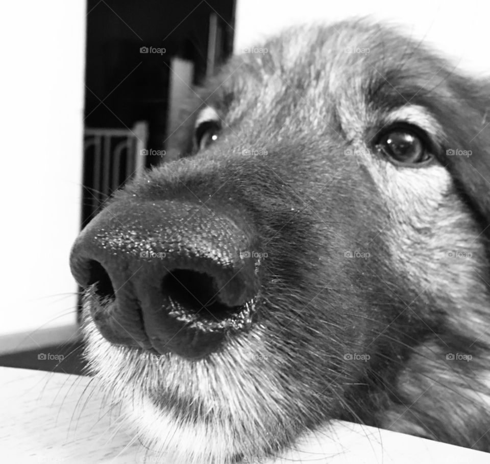 Dog sincerely hoping to get a share of the human food... 