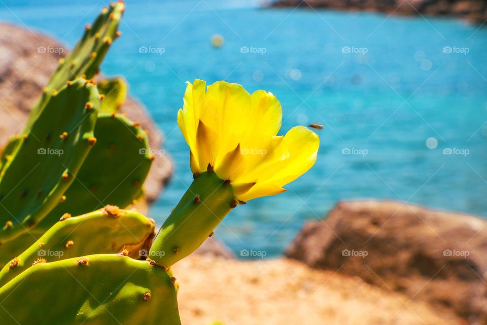 yellow cactus flower at blue sea background