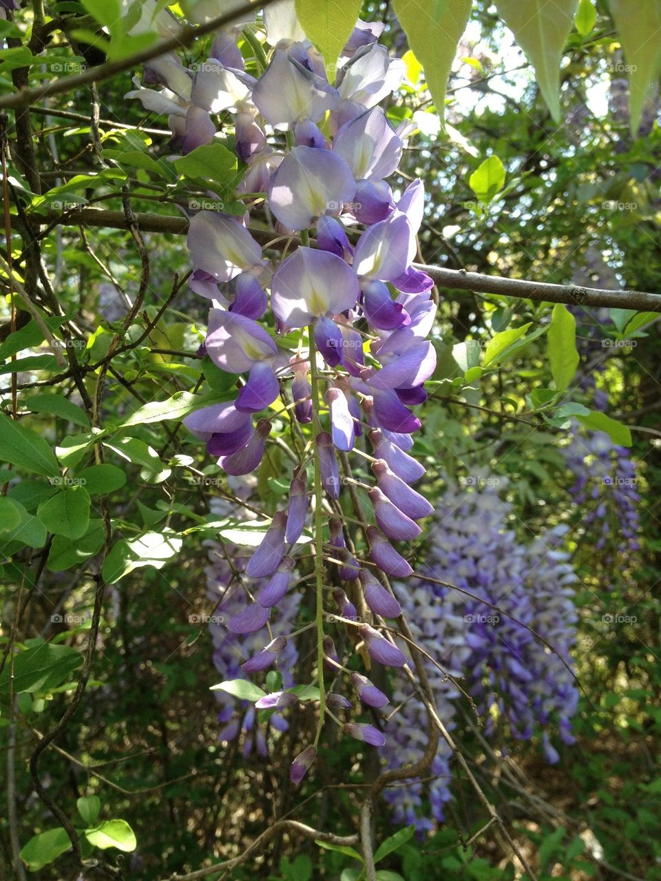 Wisteria wisps