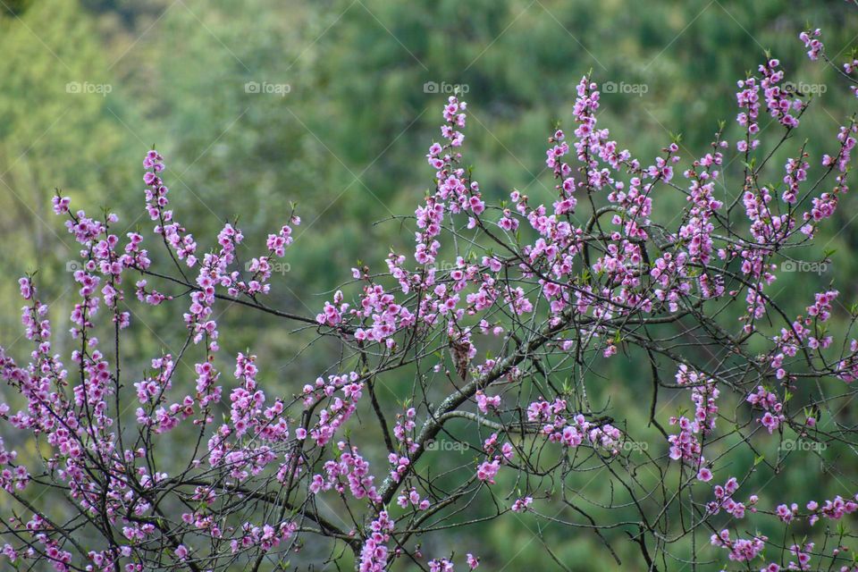 Beauty of blooming flowers 