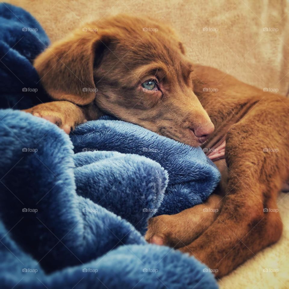 A Dog Named Morgan~Our sweet rescue puppy! This image just makes you instantly smell that oh so wonderful puppy aroma!!!!!!