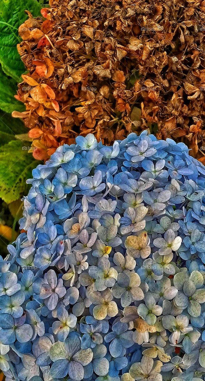 fresh and dried flowers in summer