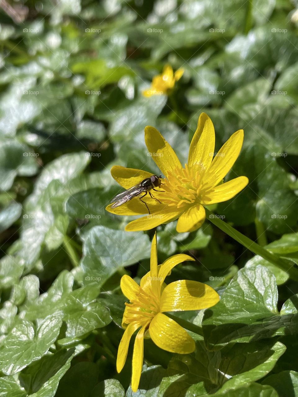 Little Marmalade Hoverfly resting for a short while and soaking up some rare sunrays on a bright yellow woodland flower in this month of March 2024 !