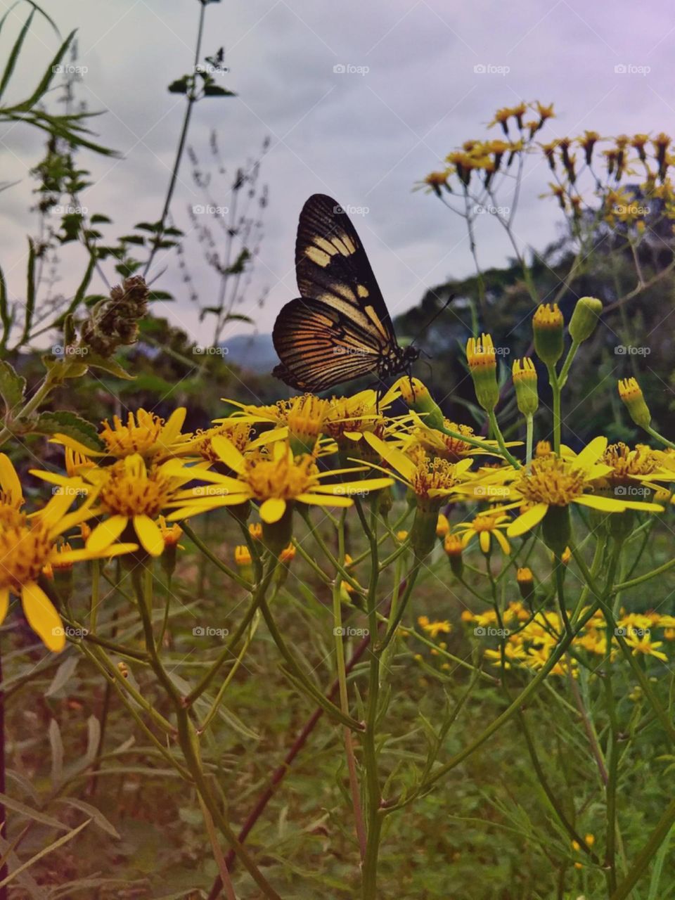 Inundada no perfume da flor do campo.