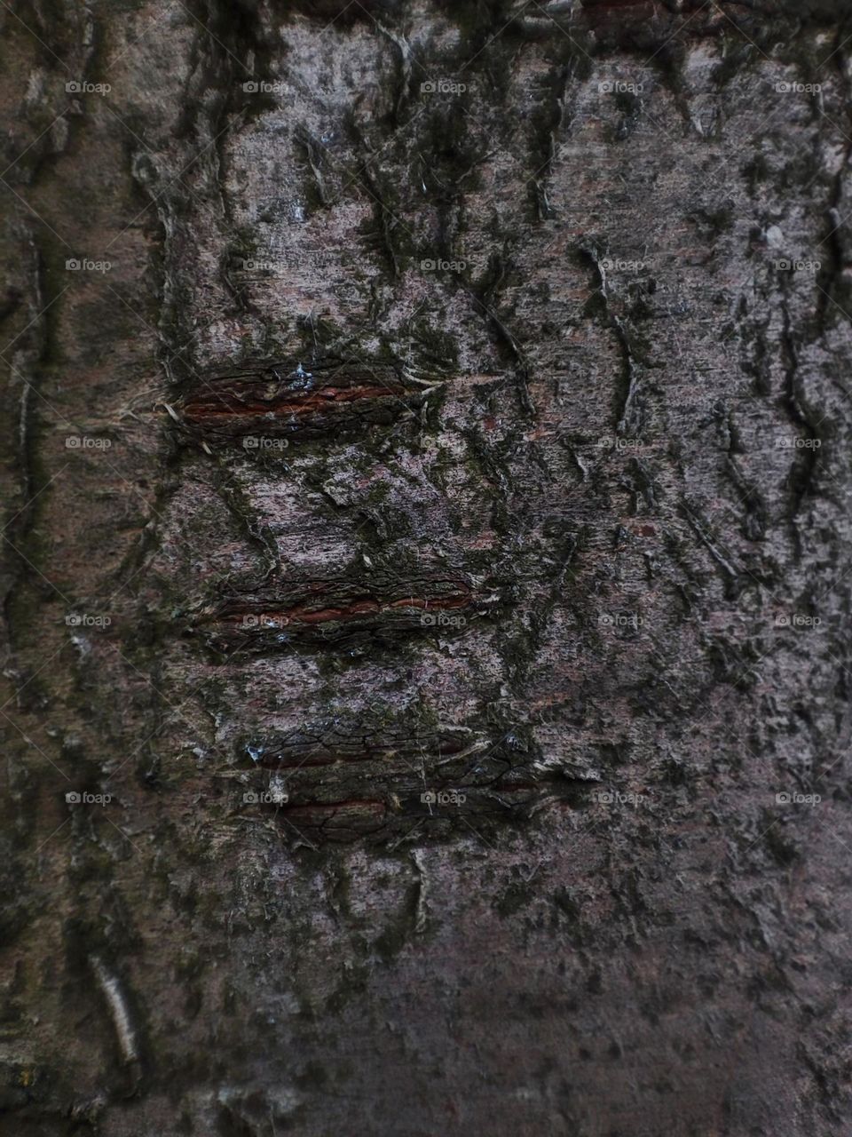 Macro photo of wooden texture for background