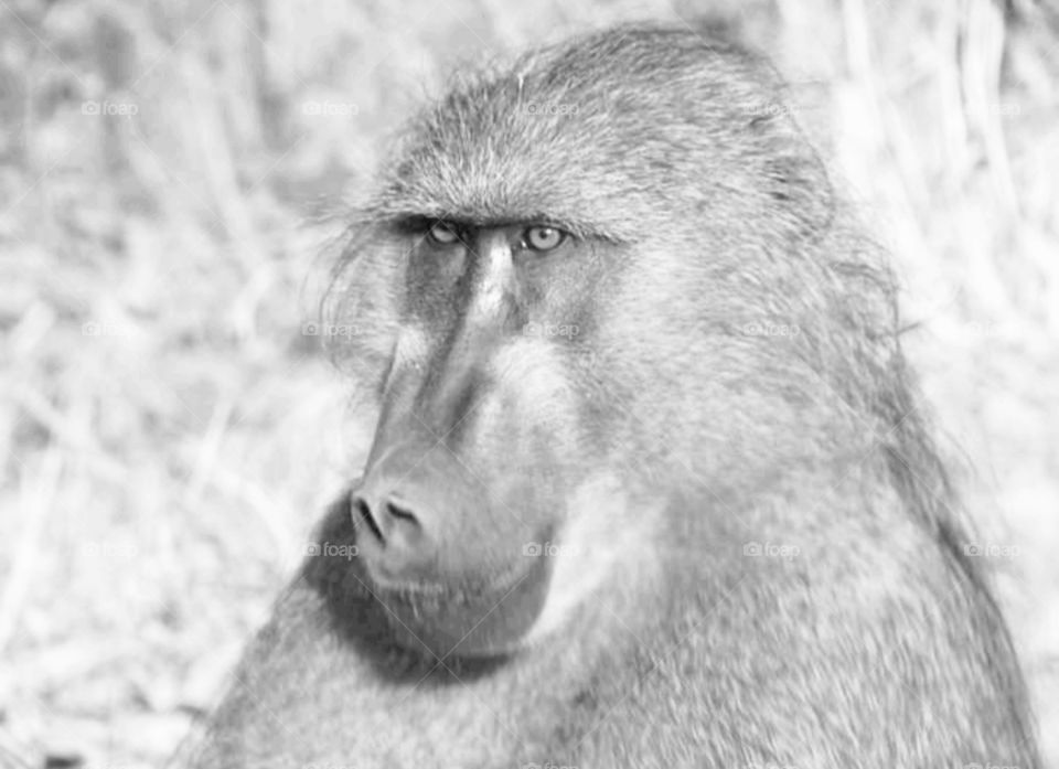 Baboon