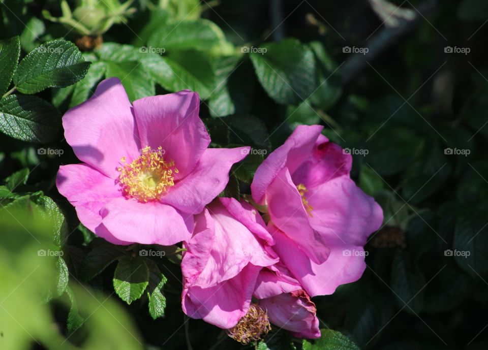 Three lovely pink wild roses (Rosa nutkana) growing along bank of Hudson River in June 