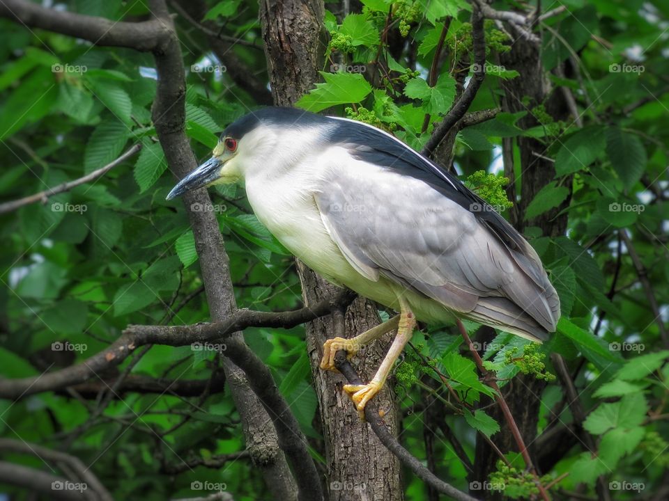 Black crowned Night Heron