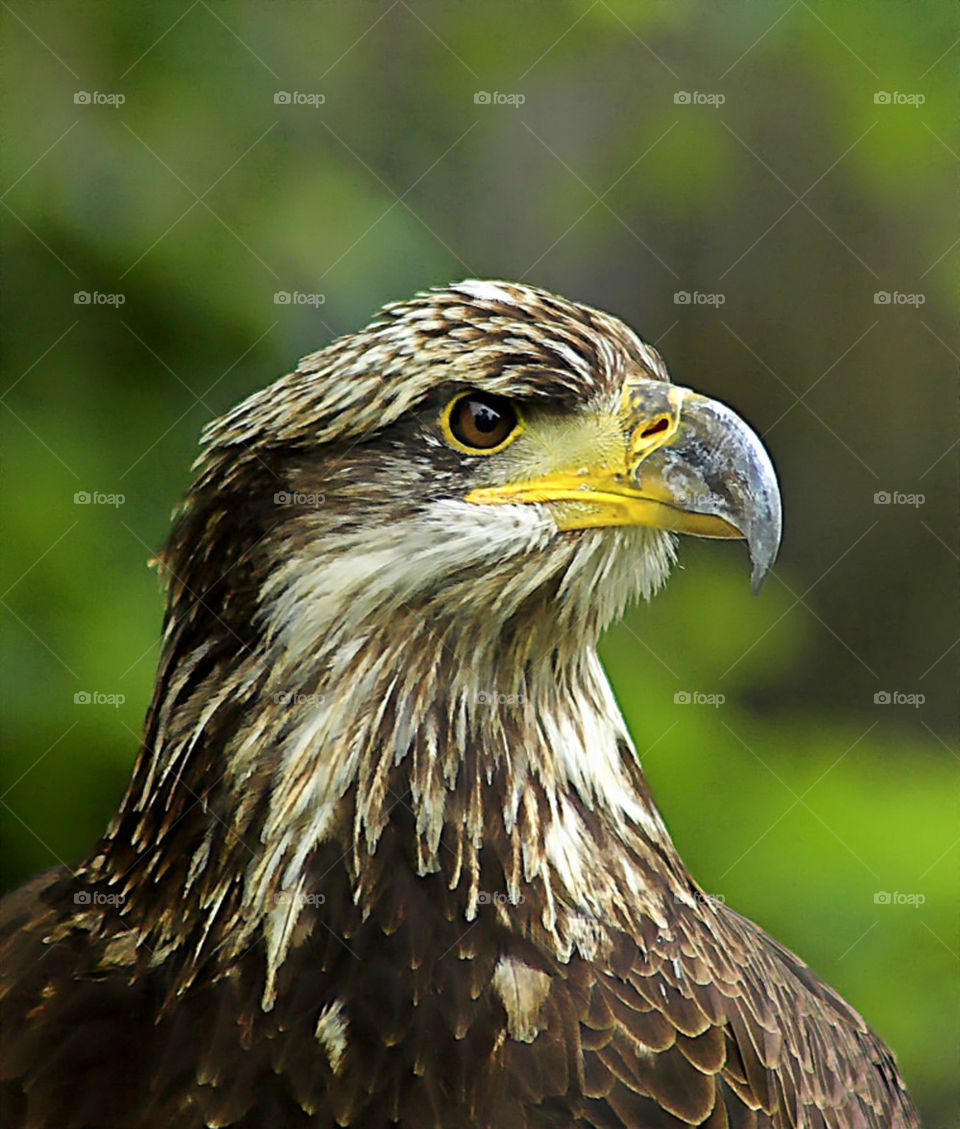 Golden Eagle