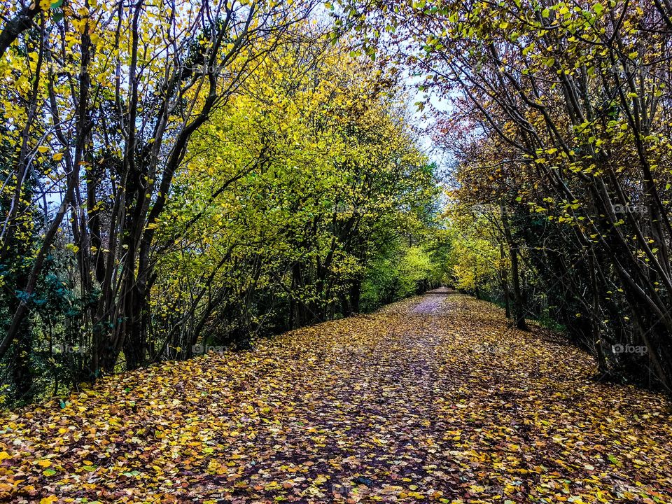 Wood, Leaf, Tree, Fall, Landscape