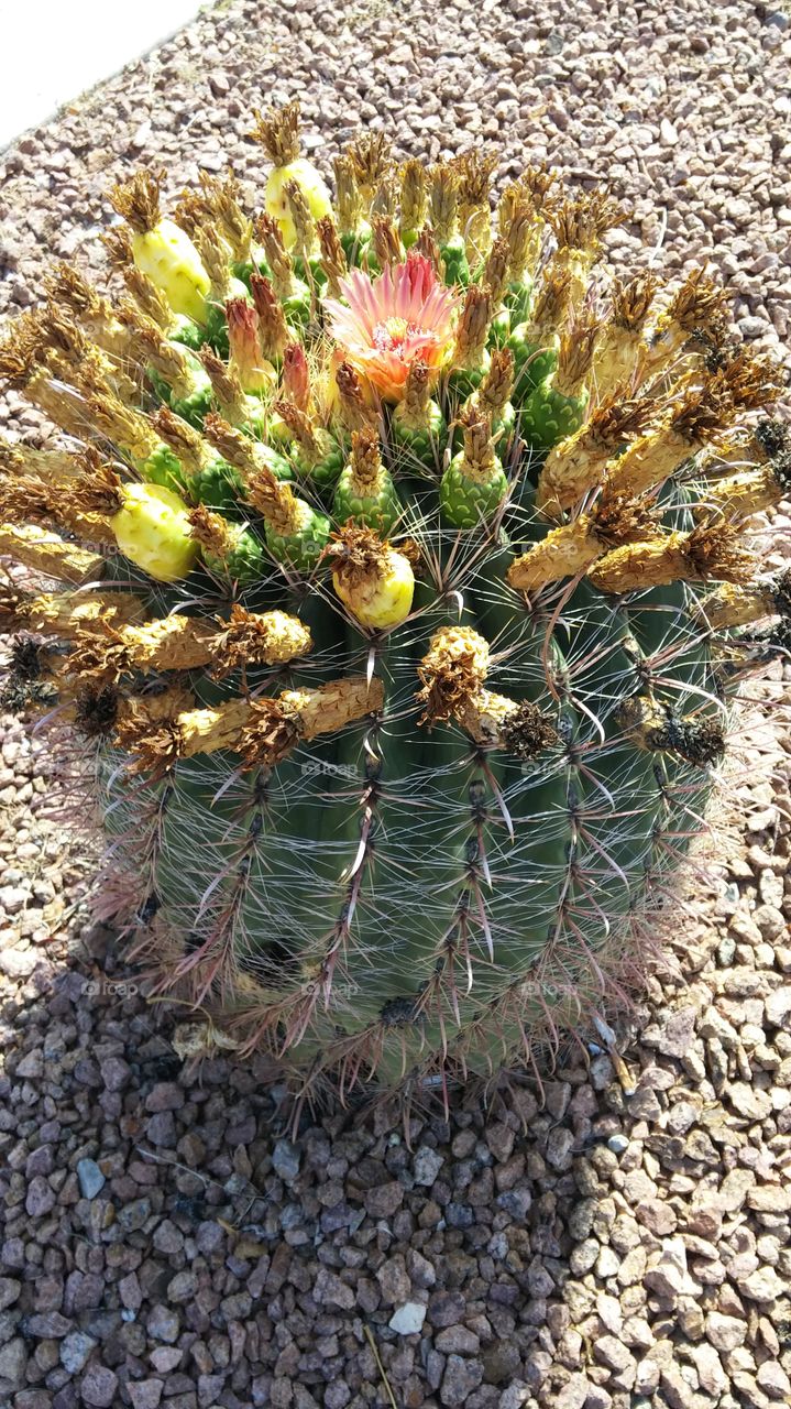 cactus blooming in the rocks