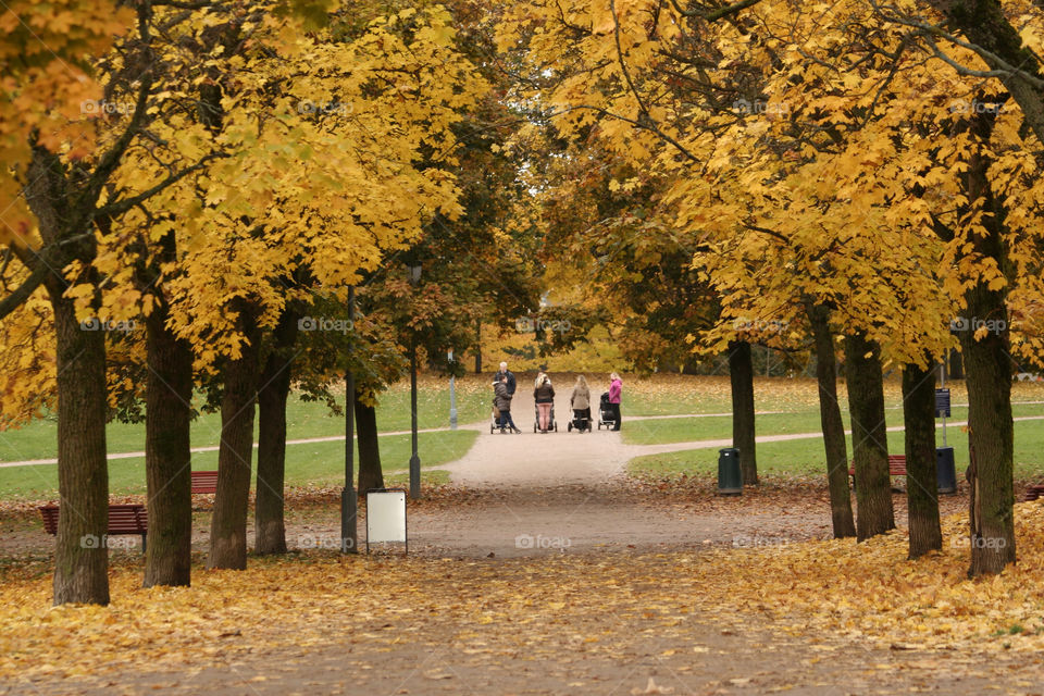 yellow autumn walking mothers by nader_esk