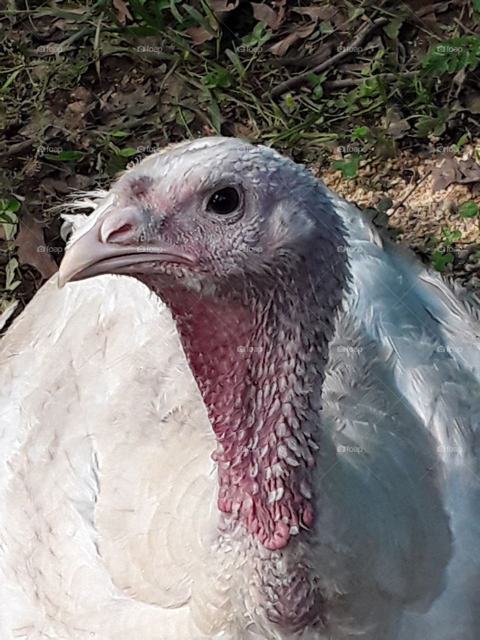 Femal Turkey