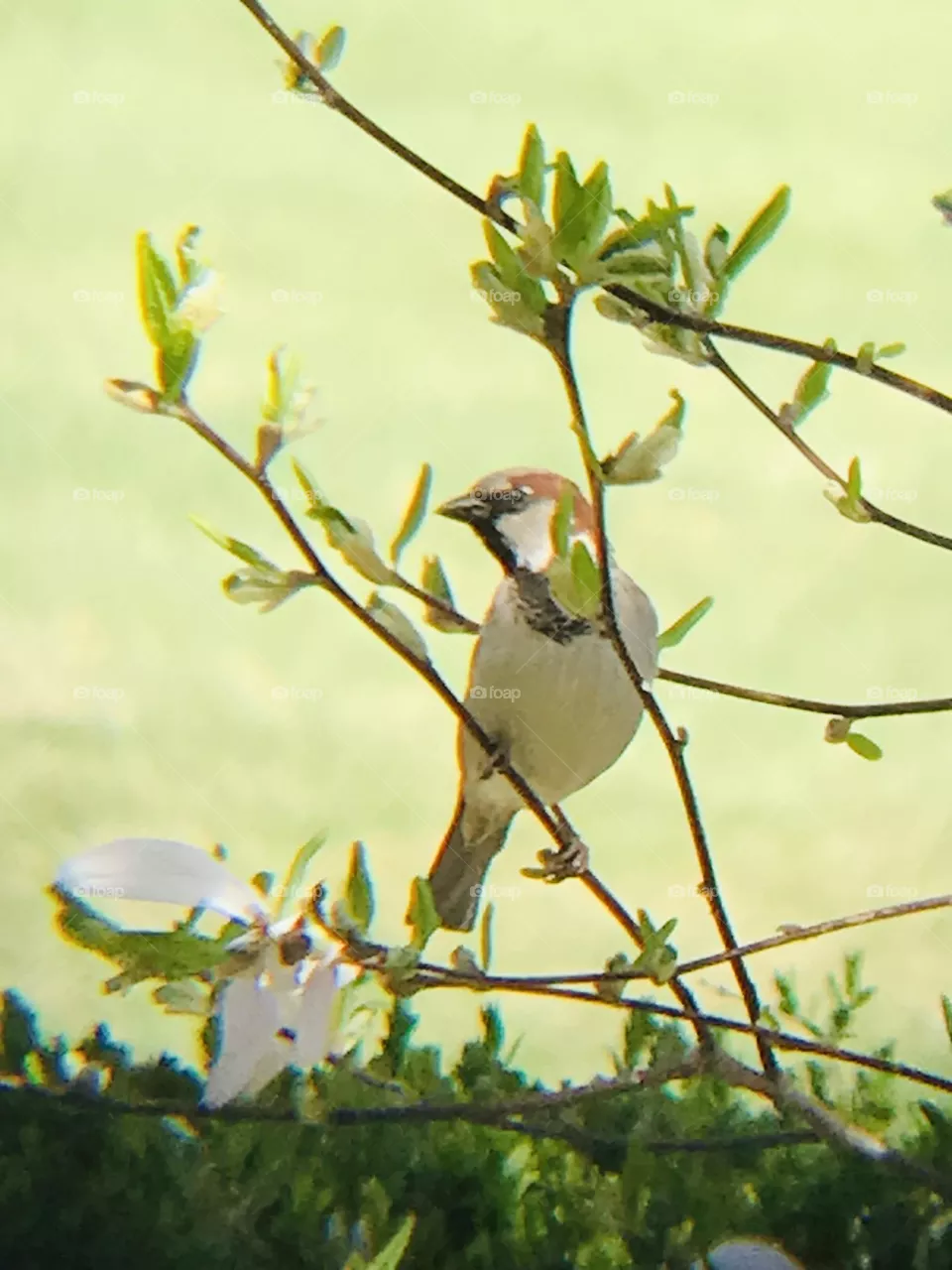 House Sparrow