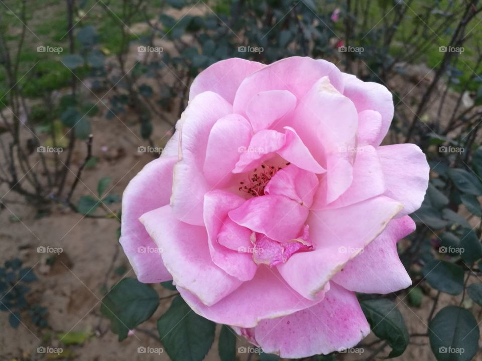 Rose flower