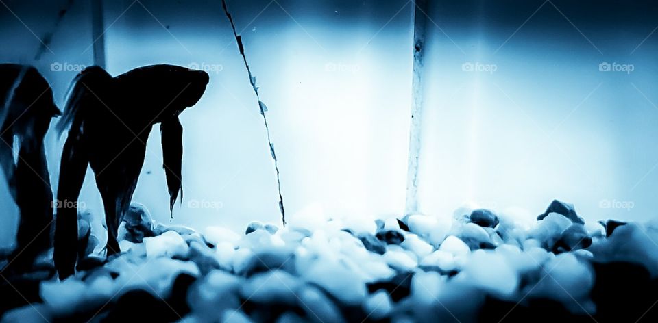 The lonely life of a pet fighter fish
