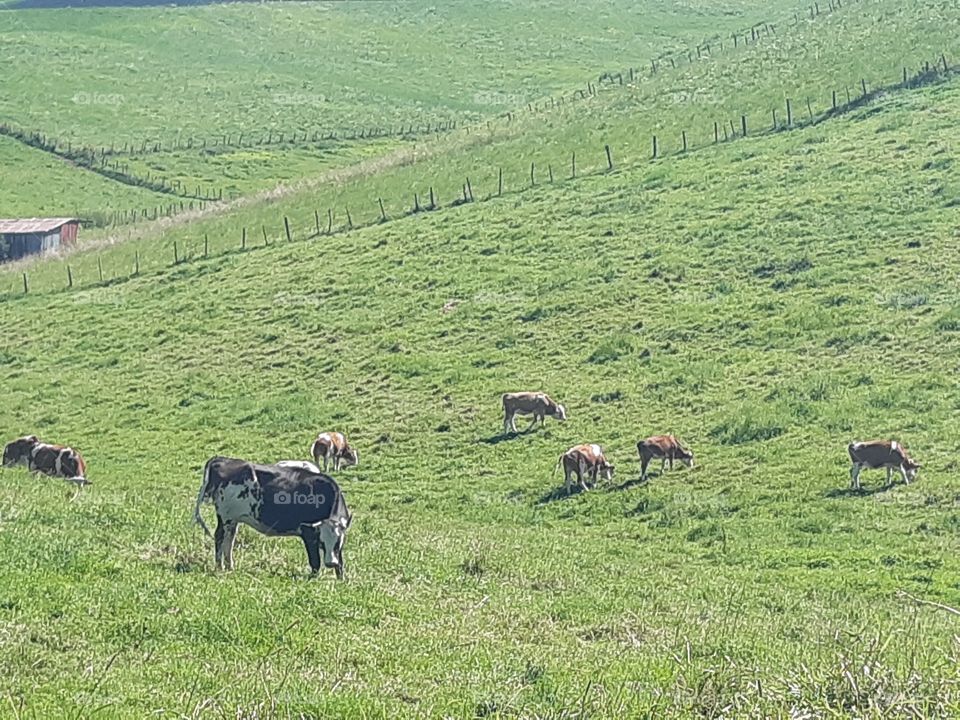 cattle at mountains on green fields