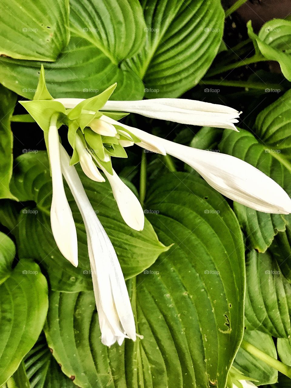 White flowers