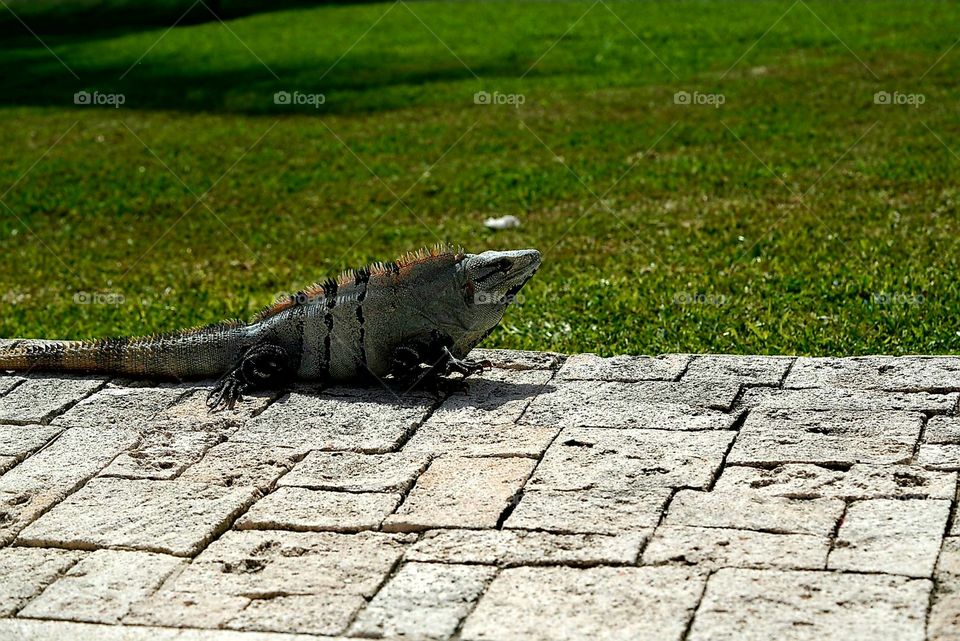 beautiful iguana