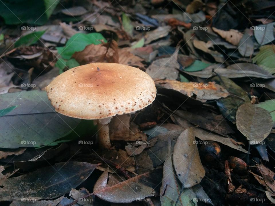 Mushroom