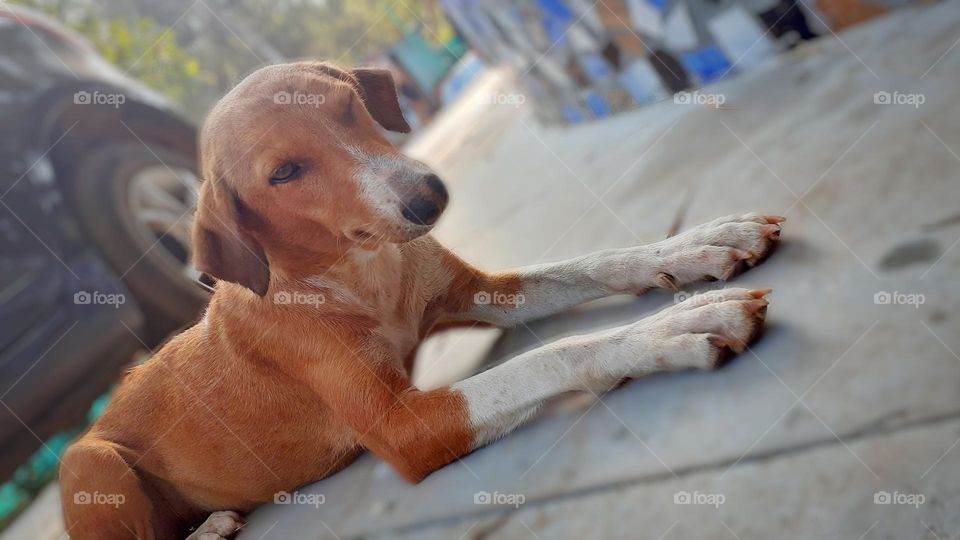 beautiful dog winking.