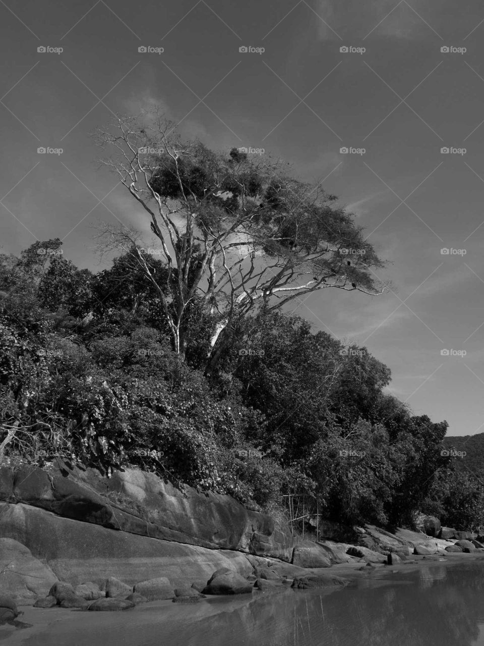 Black and white photography of Vultures in a tree, at Ubatuba's beack, right on the ocean rocks. Suck a beautiful scene, with the clouds behind the tree.