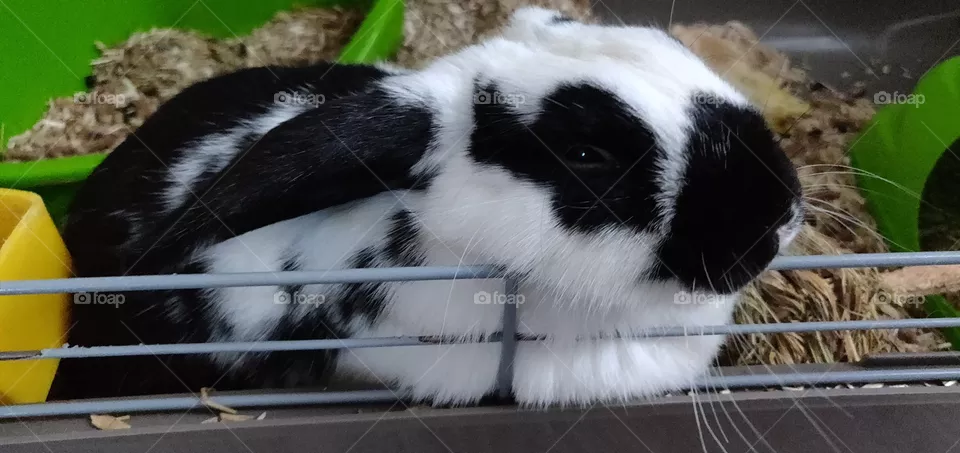 Rabbit