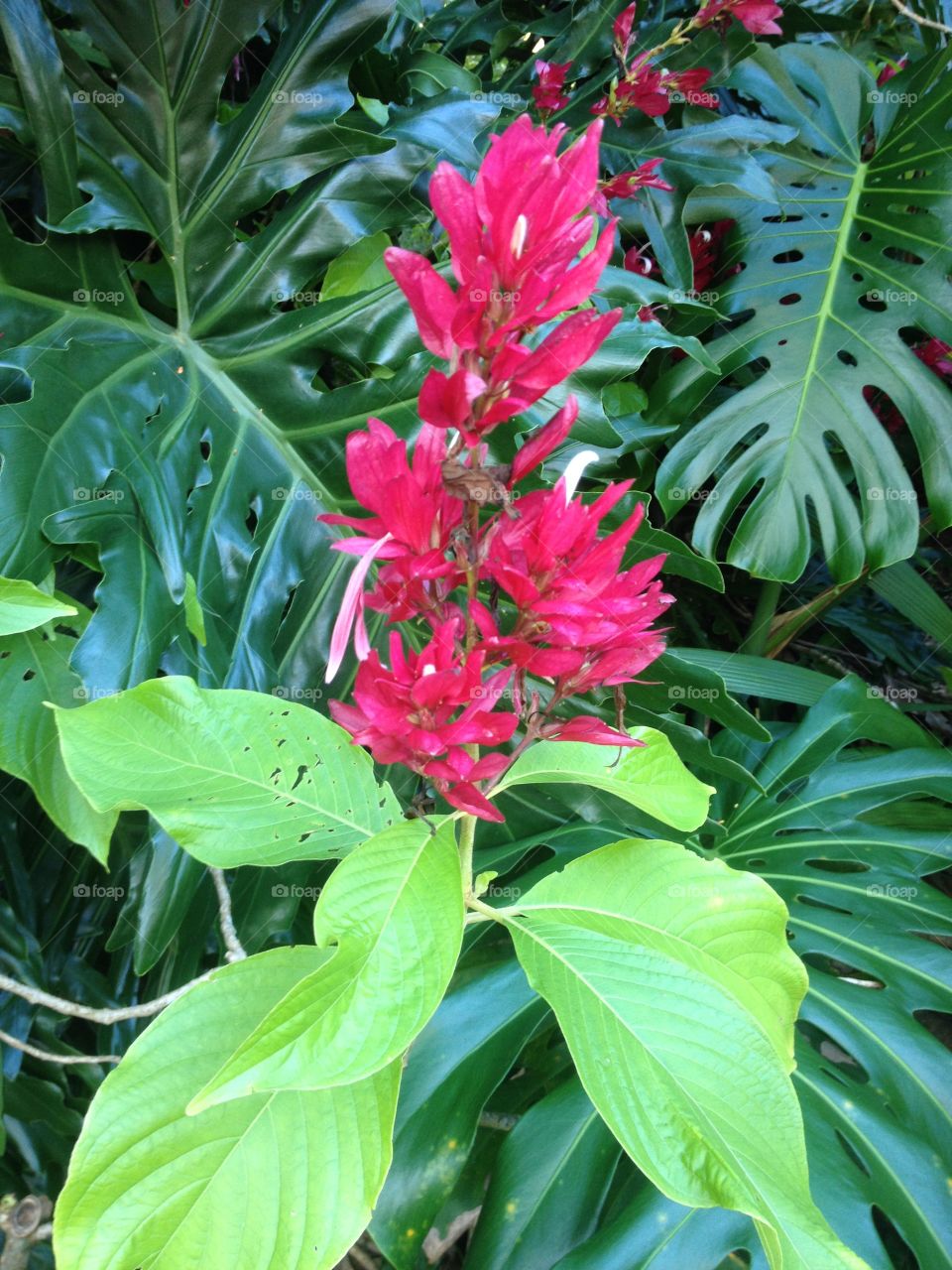 Garden Flower 