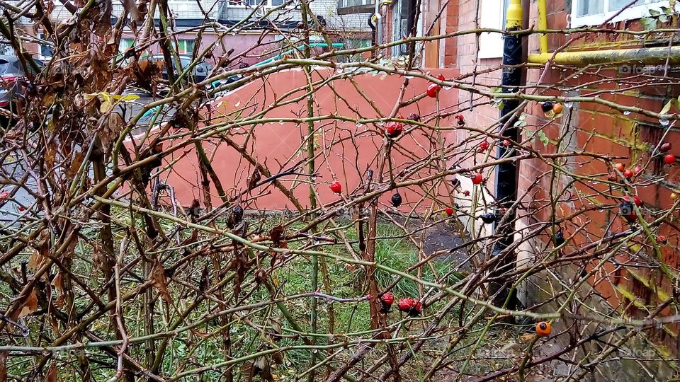 природа.капли.дождь.осень.