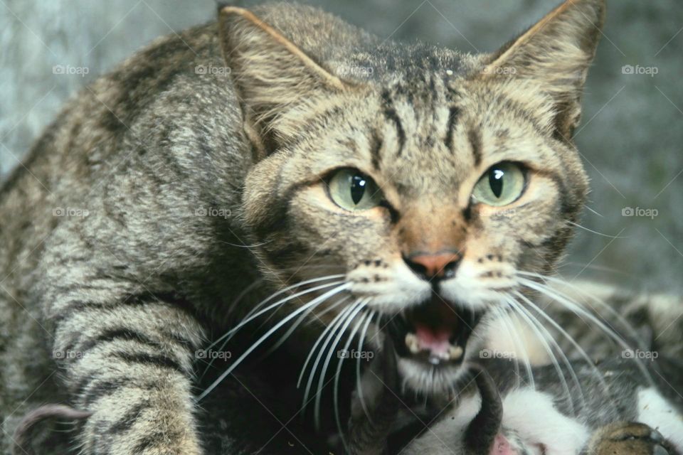 angry cat