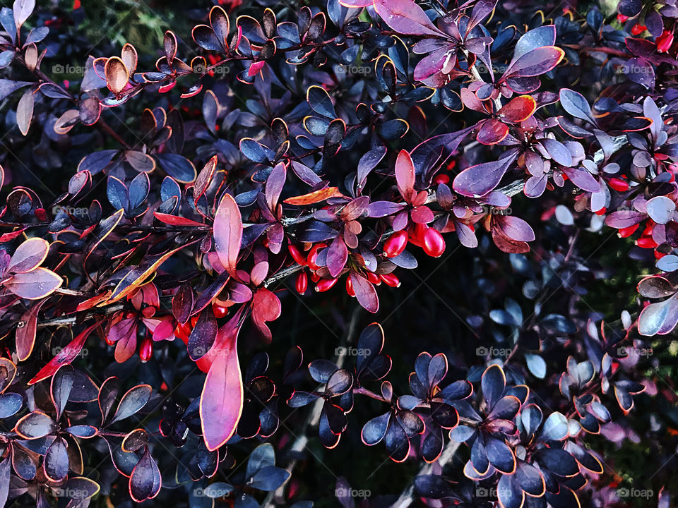 Bush with Purple leaves and with red barberries 