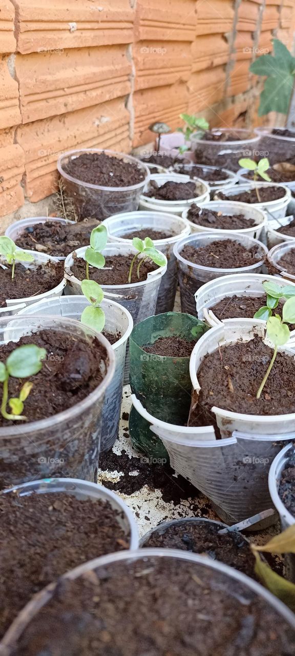 seedling germination