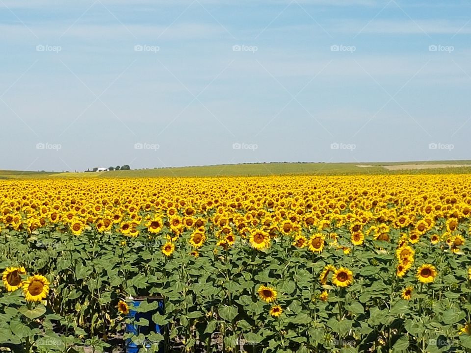 Agriculture, Field, No Person, Nature, Summer