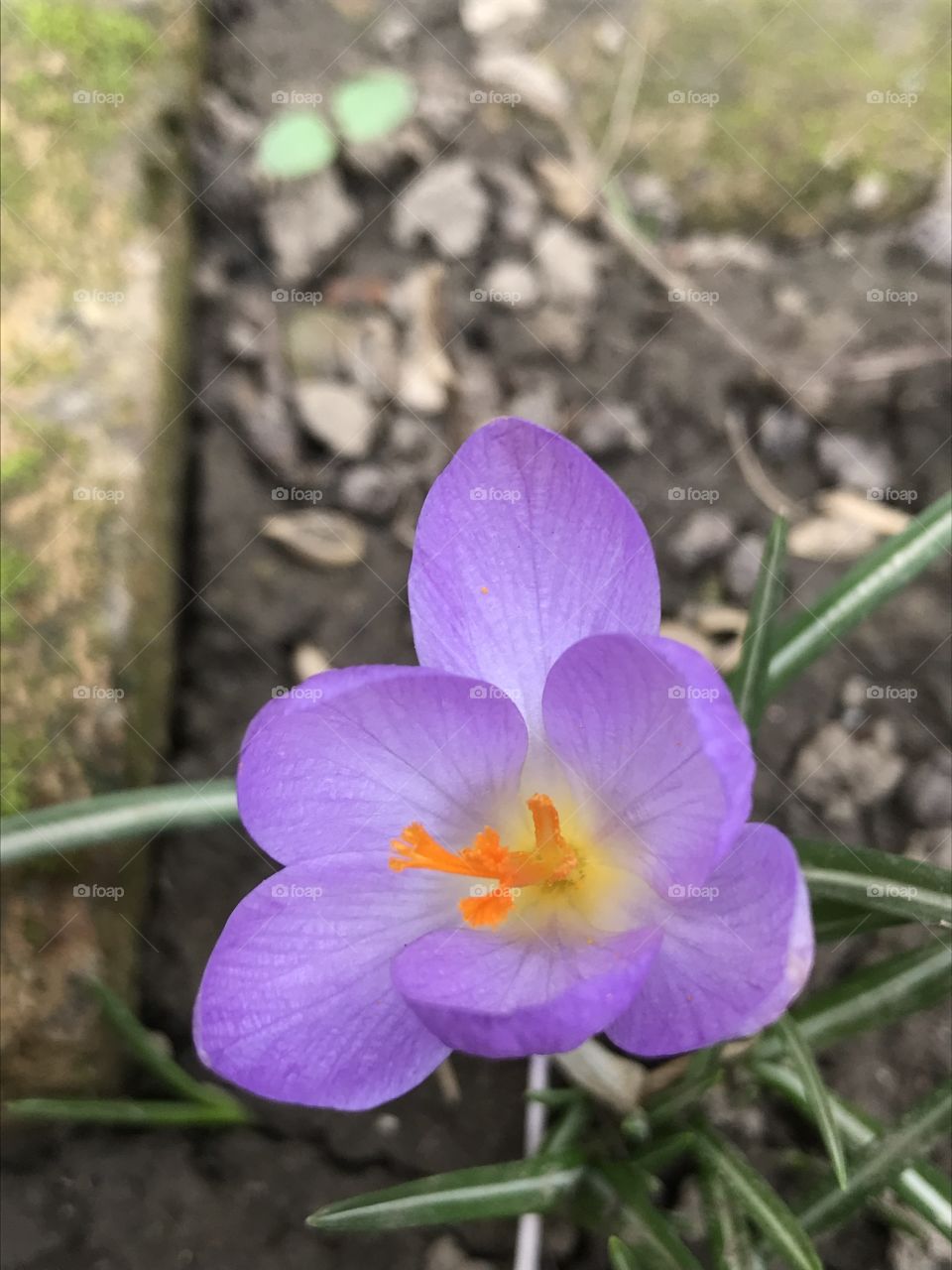 Little purple crocus flower