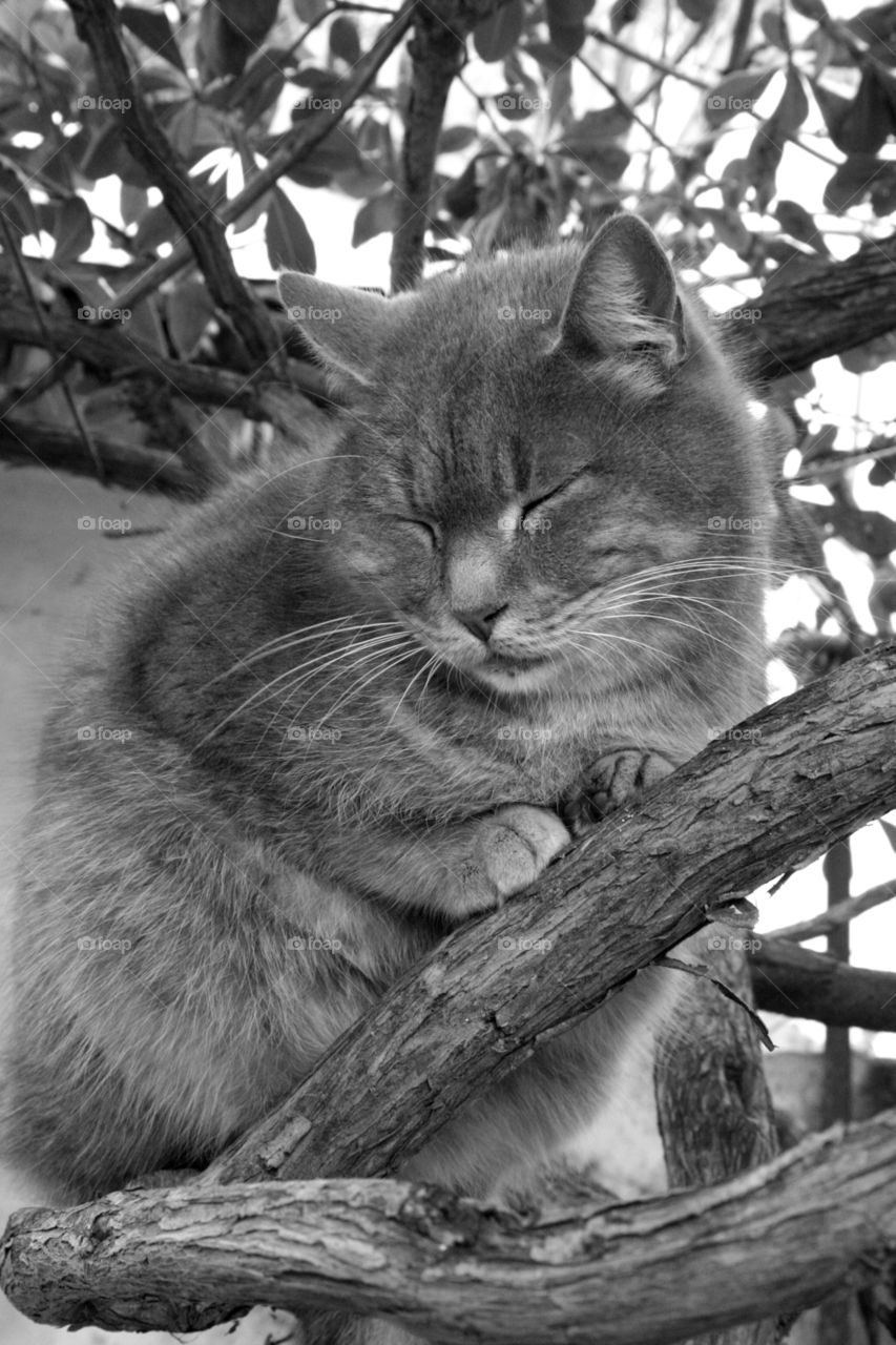 A cat sleeping in a tree