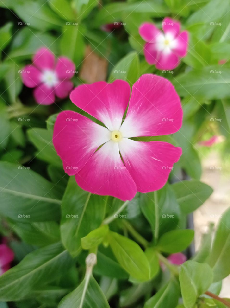 pink flowers