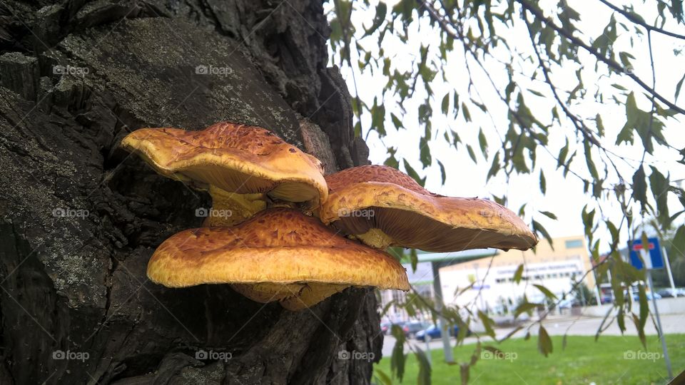 fungus