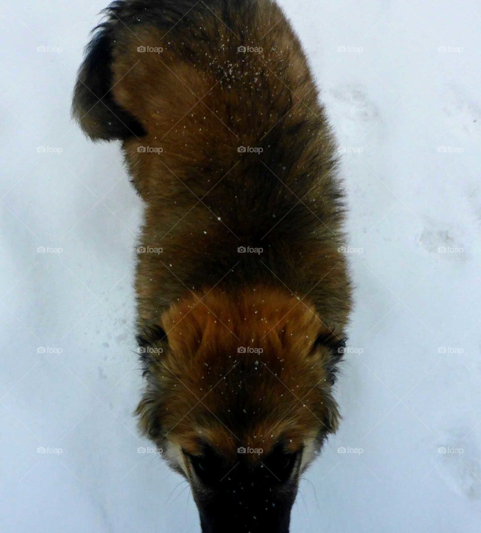 Chip walking in the snow