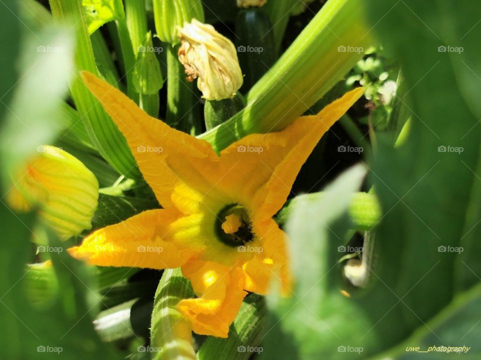 Zucchini Blüte