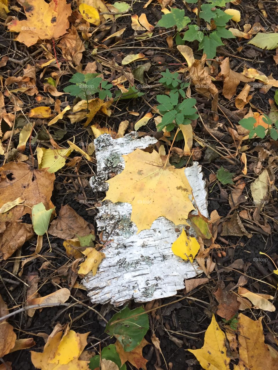 Autumn letter on the birch bark