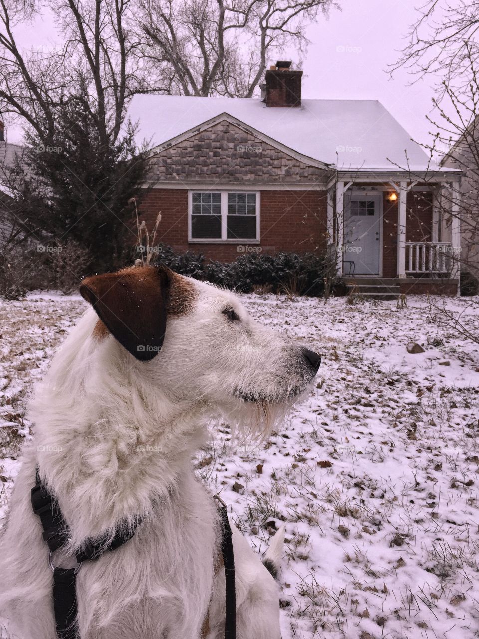 Red and white terrier in the snow