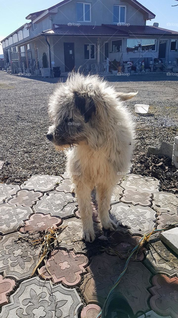 diesel dog, in profile