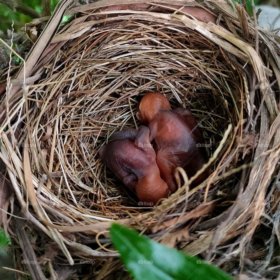 Two beautiful little birds