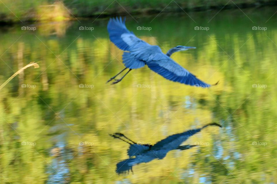 Great Blue in Flight