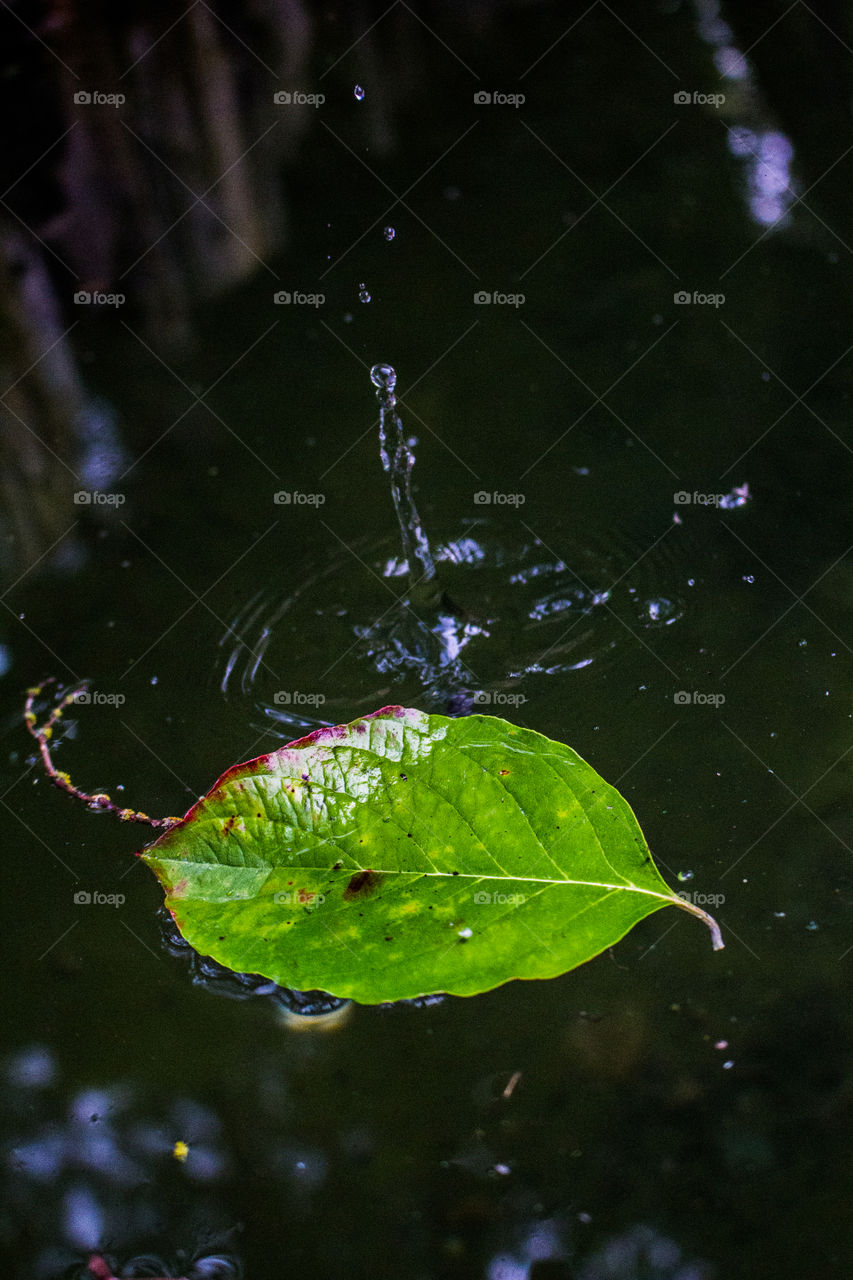 Water splash by a leaf 