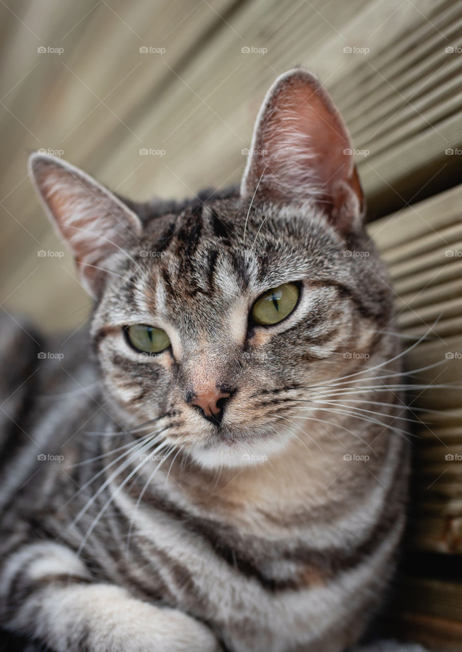 Grey brown patterned cat