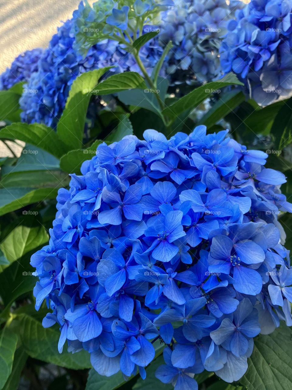 Definitely blue hydrangeas in evening light