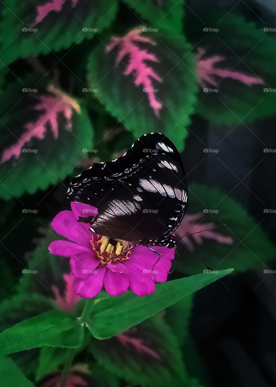 butterfly on flower, photo taken in 2021